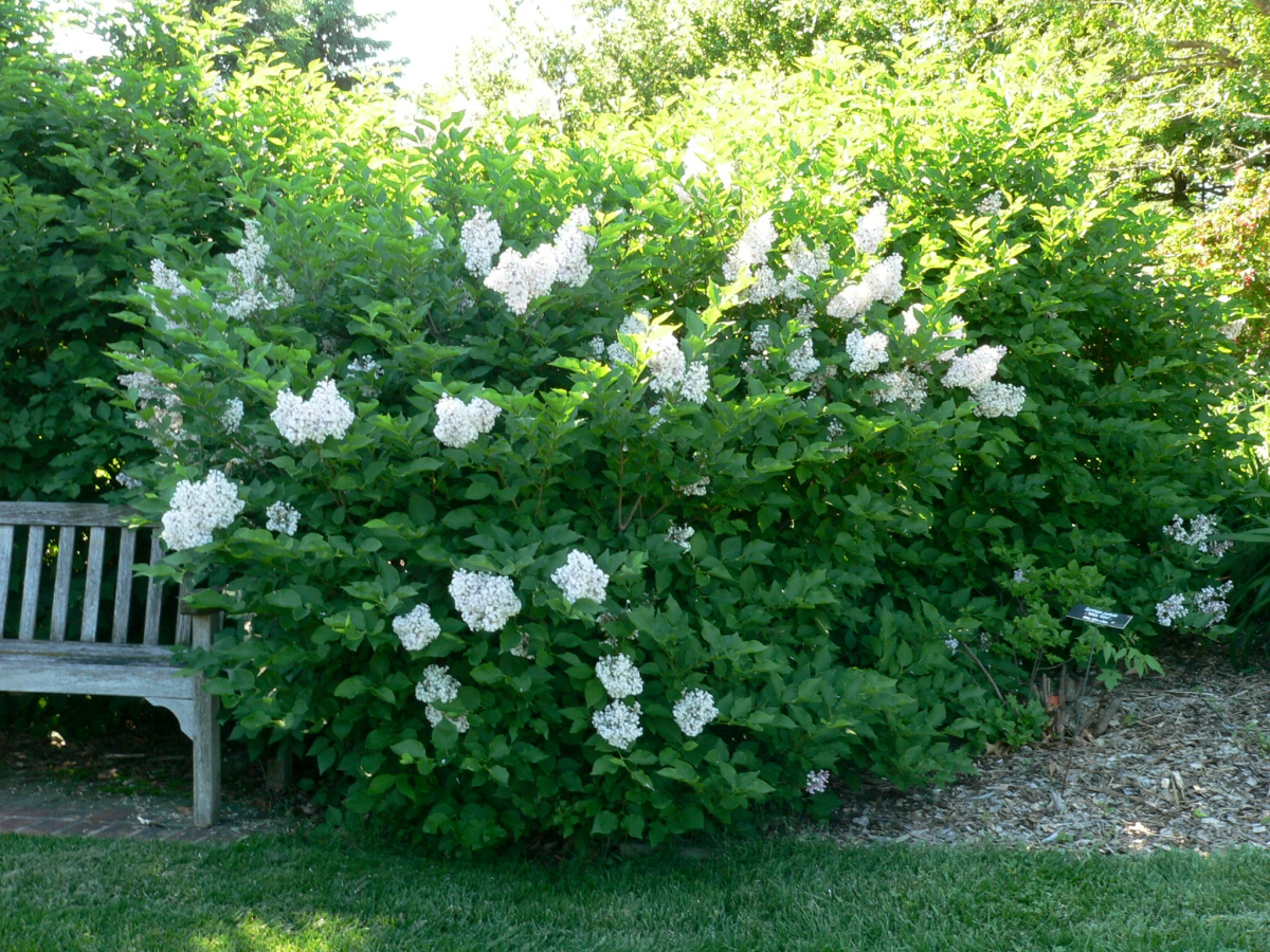 white flowering bush smells good