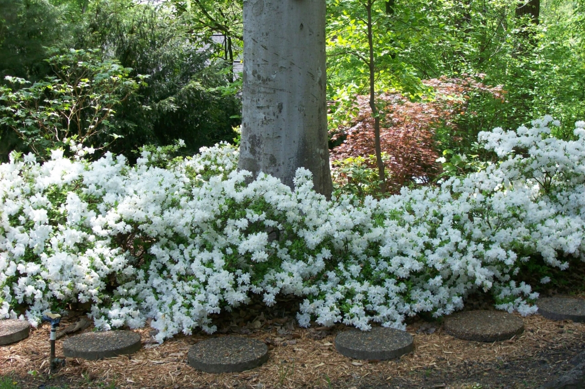 white flowering bushes that smell good