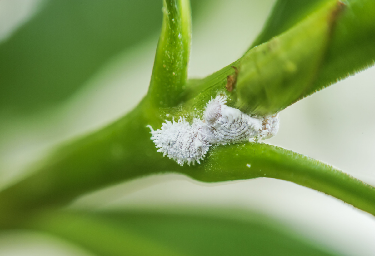 white mealybugs on plant stem