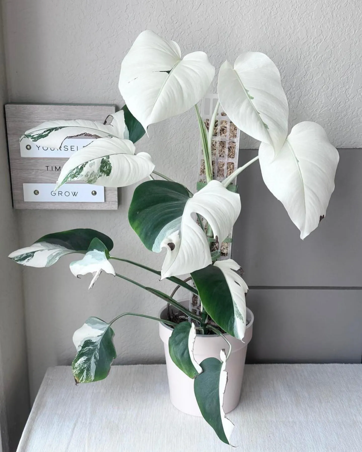 white princess philodendron plant in pot