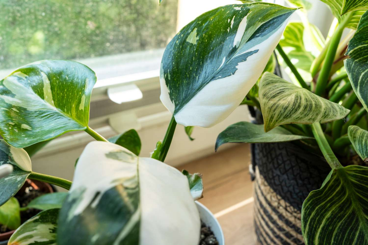 white princess philodendron plant leaves
