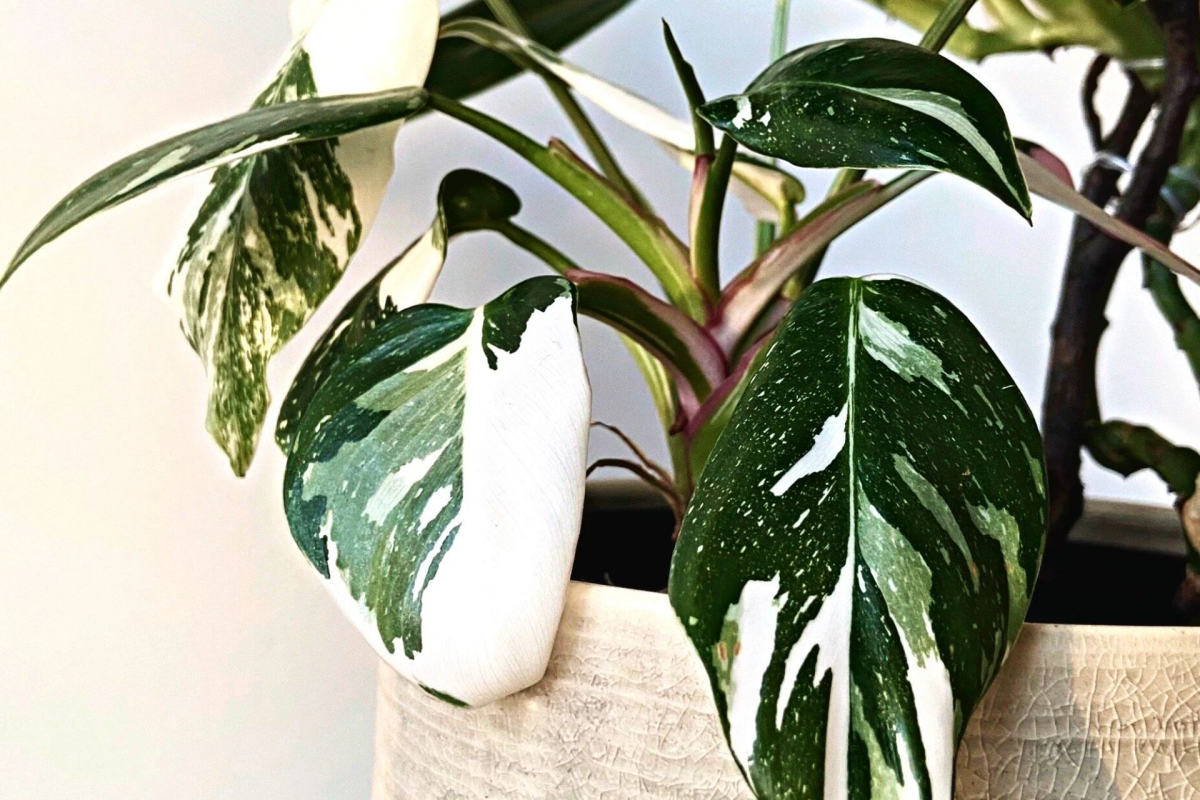 white princess philodendron plant up close