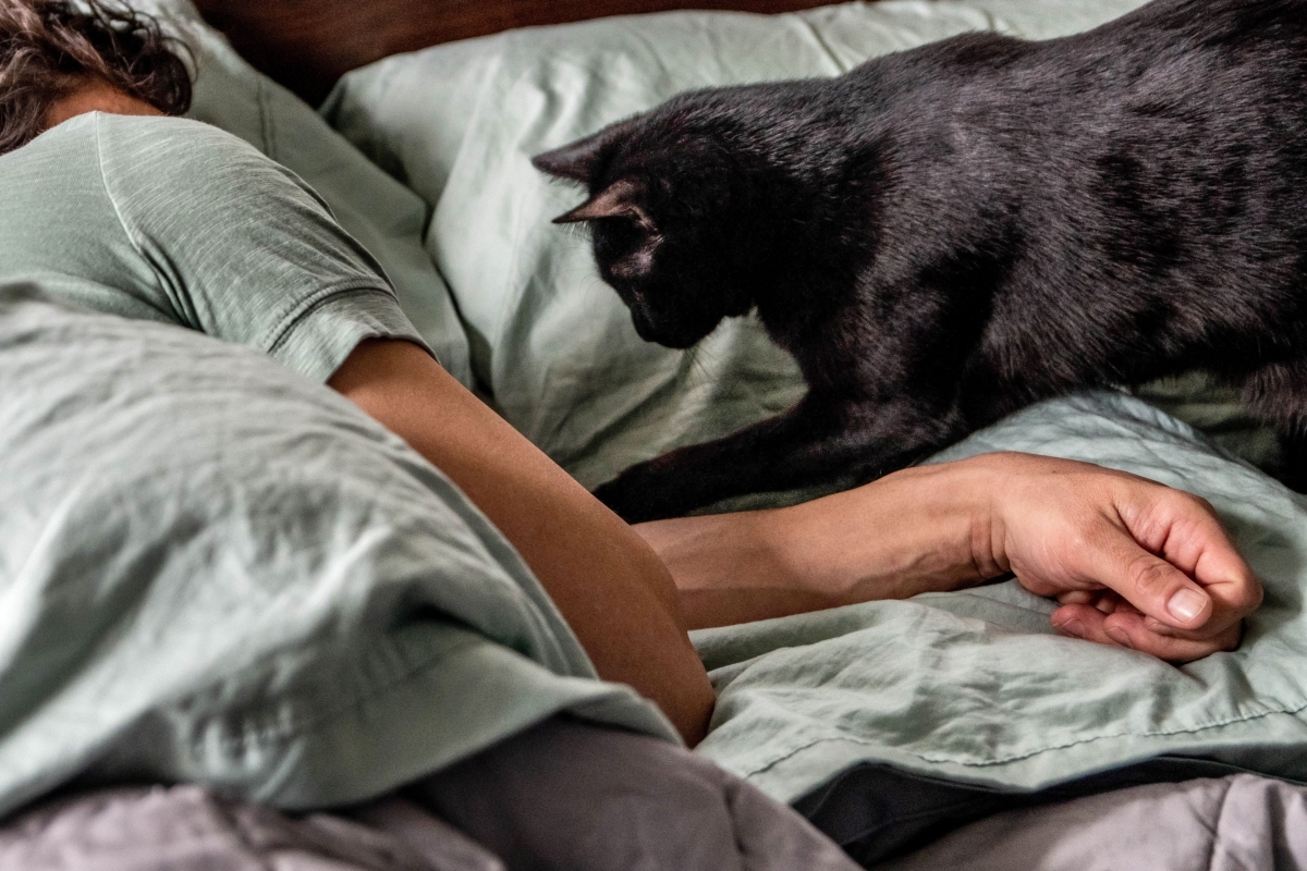 Cat Cuddles Unveiled: Why Does My Cat Like to Sleep with Me?