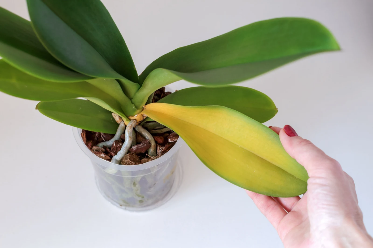 yellowing orchid leaves