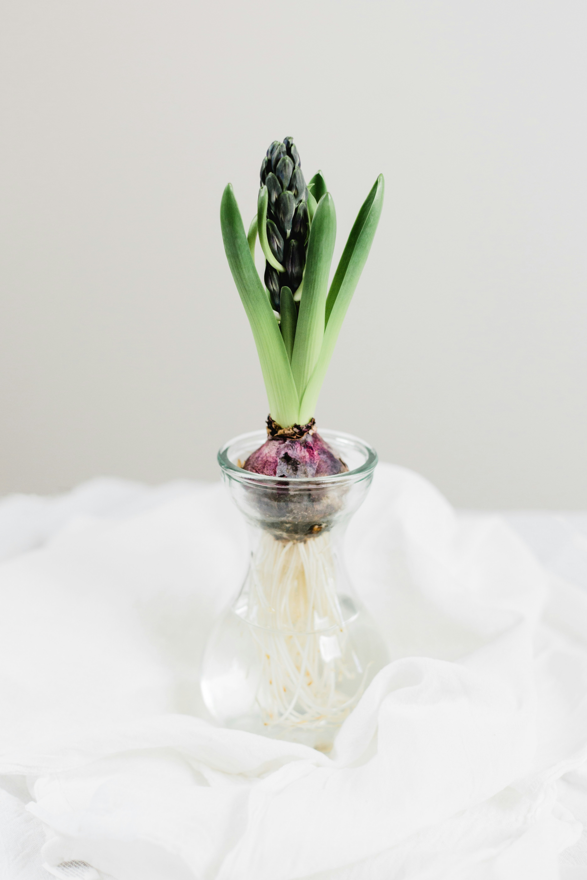 hyacinth bulbs bulb in a vase
