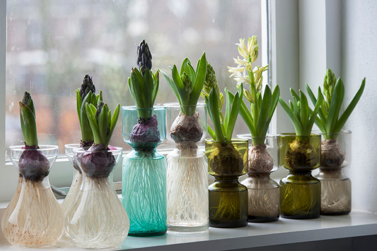 hyacinth bulbs forcing blooms