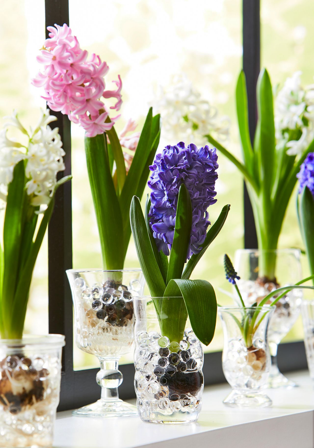 hyacinth bulbs growing plants