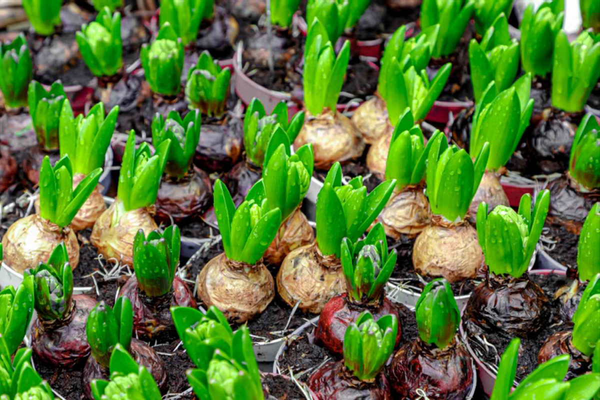 hyacinth bulbs that have sprouted