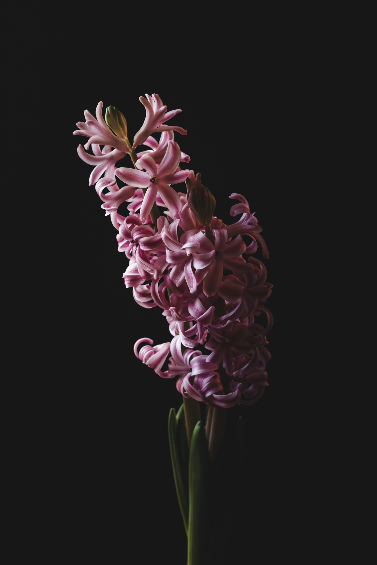 hyacinth in pink on black background