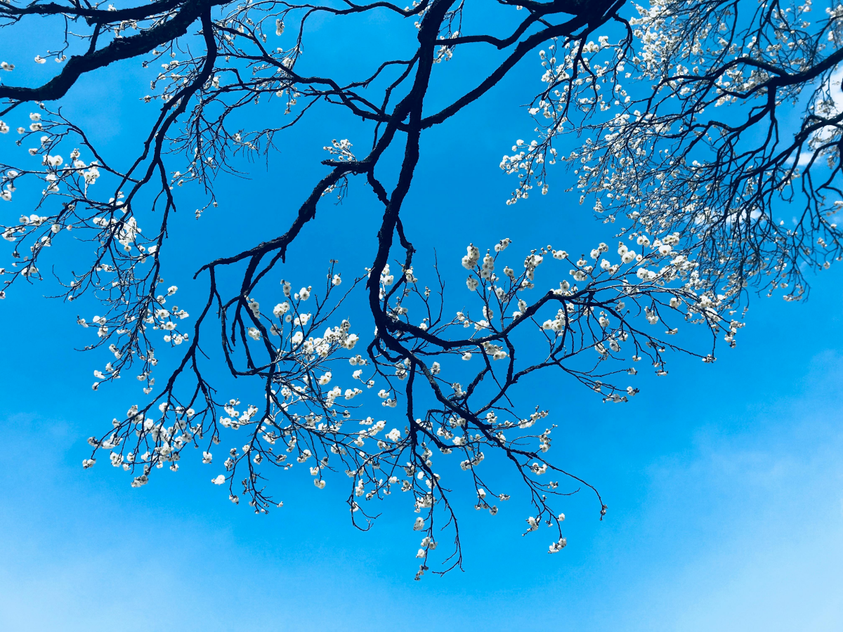 branches with white flowers