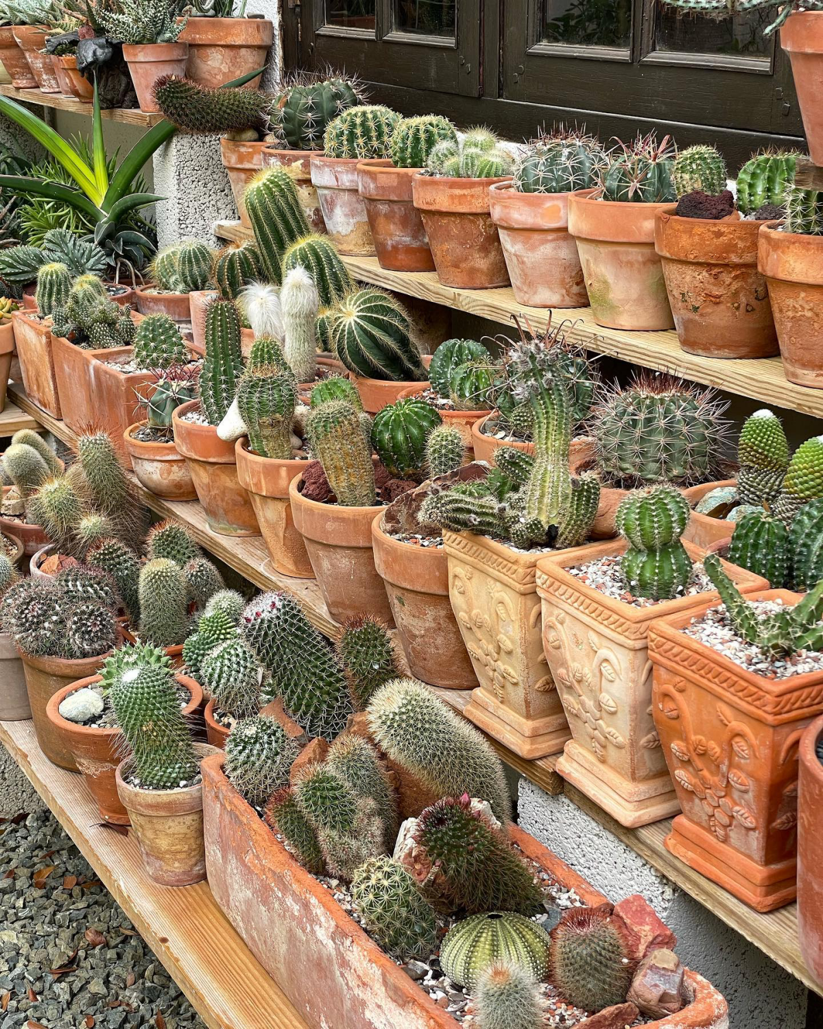 cactus in pot cacti