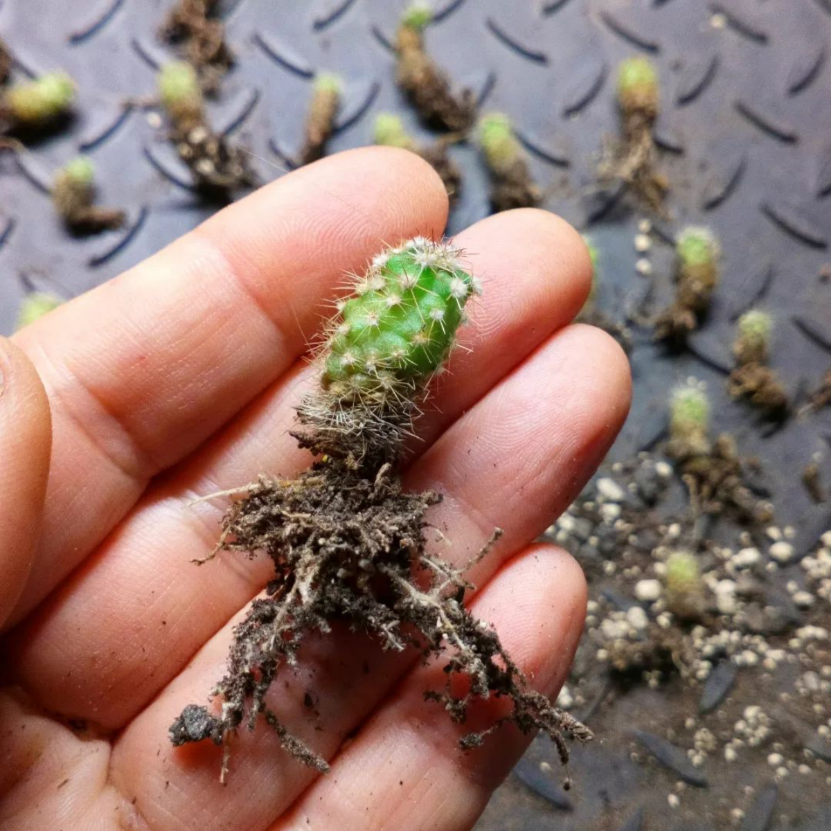 cactus seedlings
