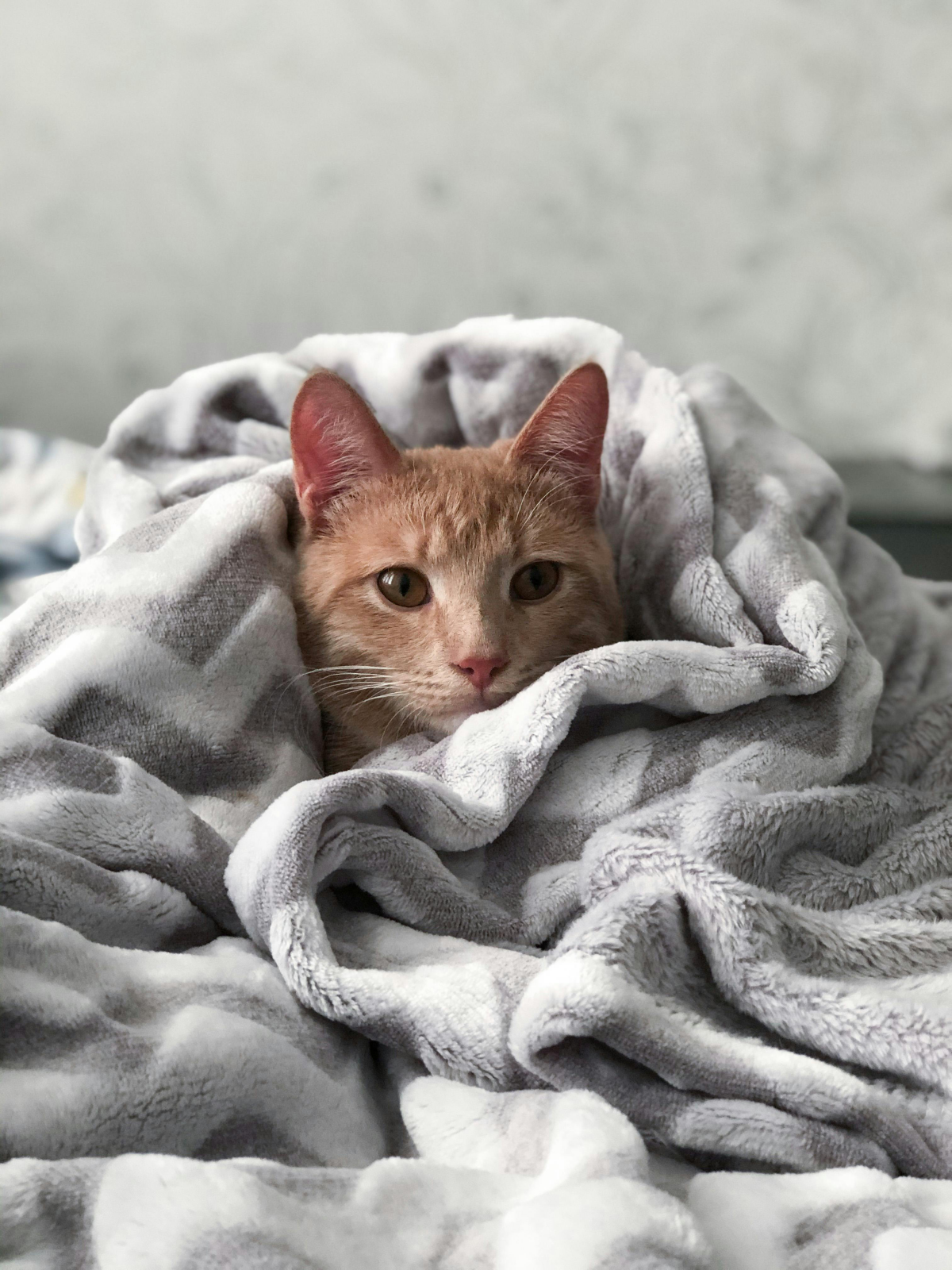 cat in a cozy blanket