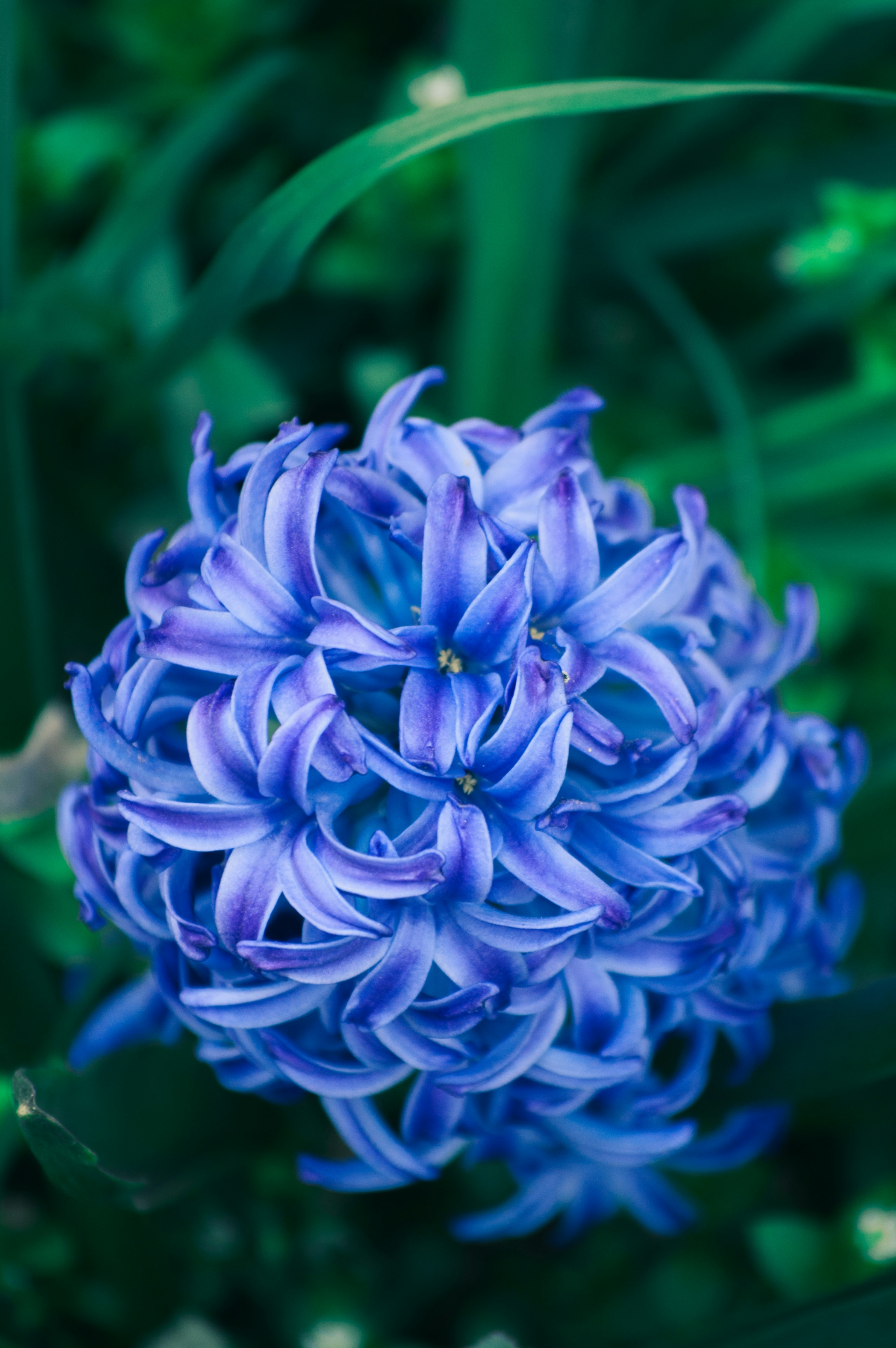 dark purple hyacinth flower