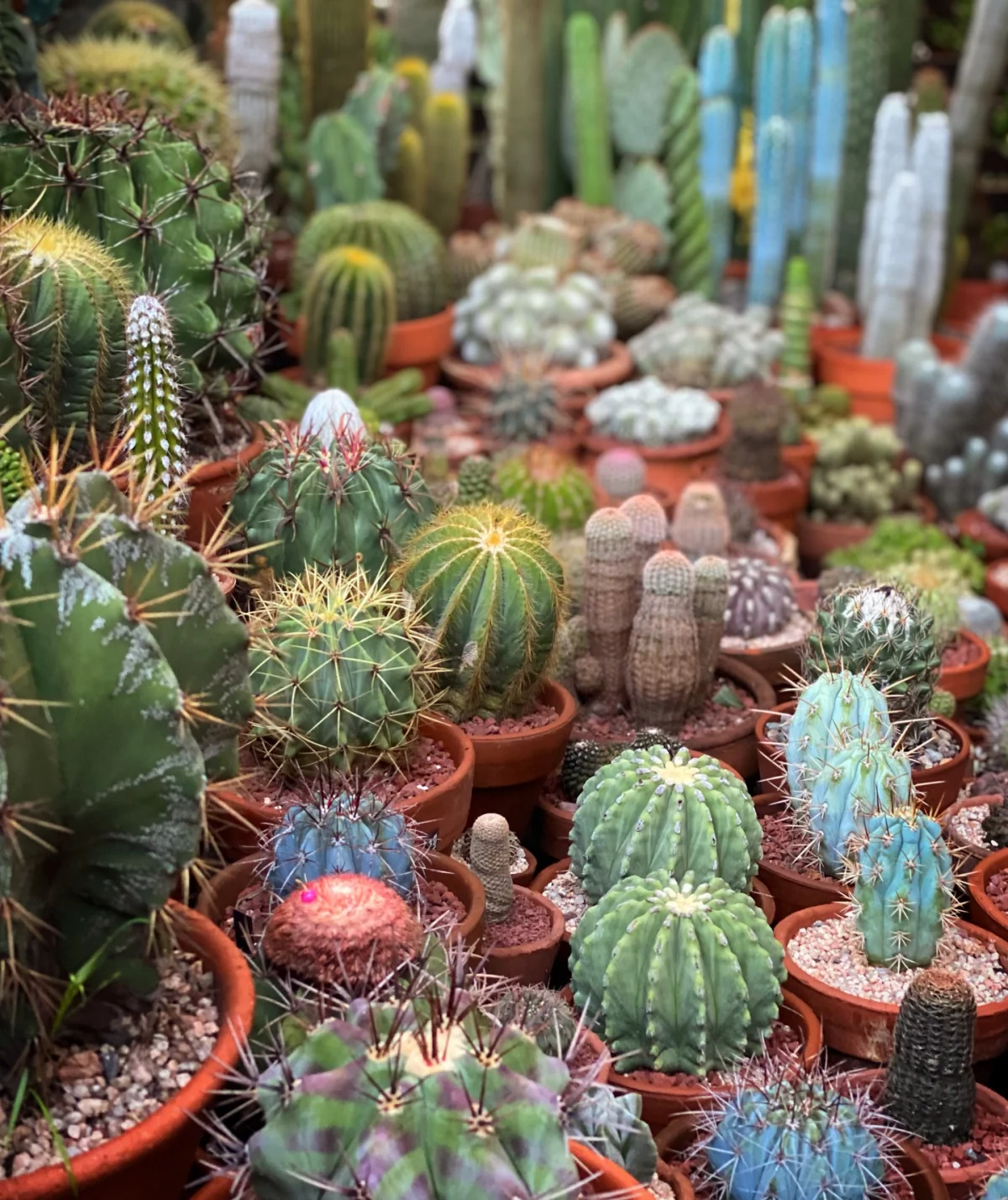 different types of cacti