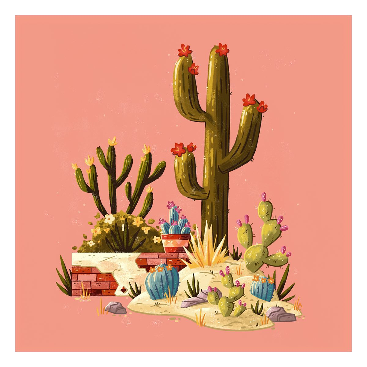 different types of cacti in drawing