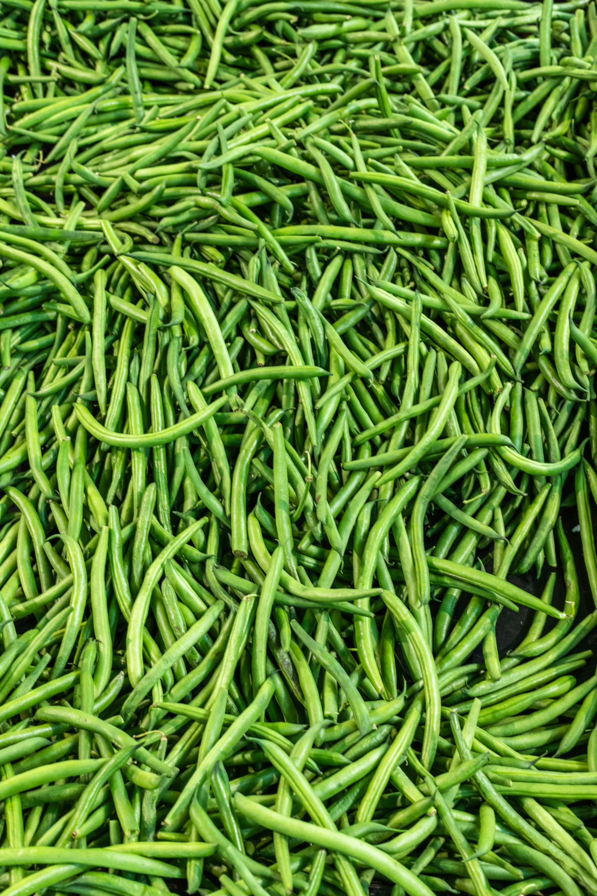 green beans vs string beans a lot of beans