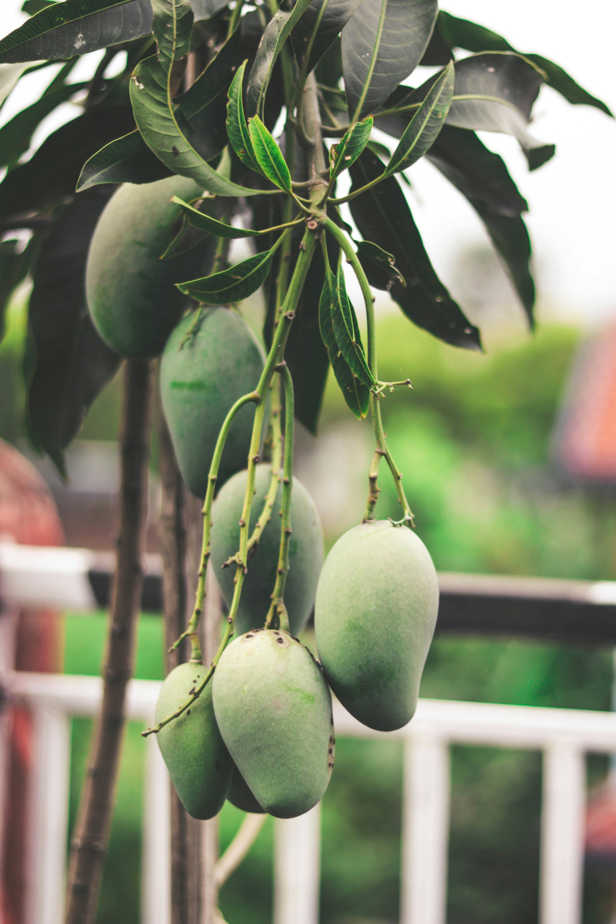 green mangoes on tree