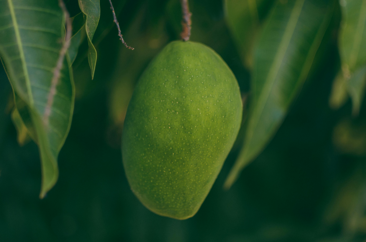 green unripe mango