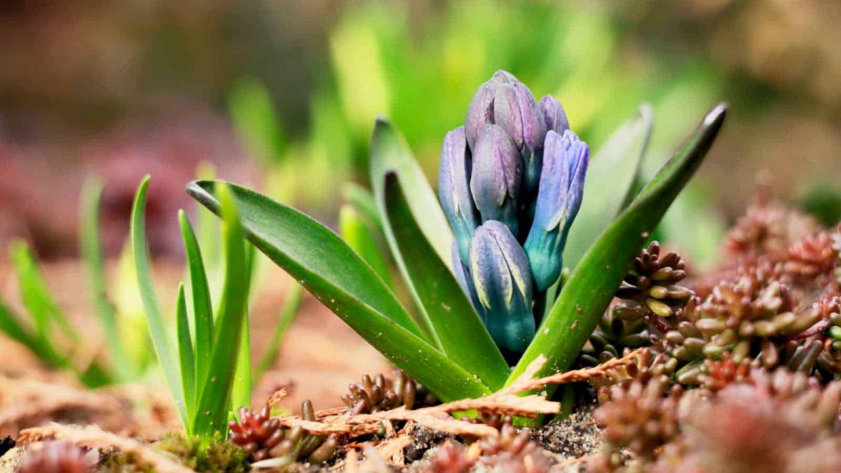 growing plant from hyacinth bulbs