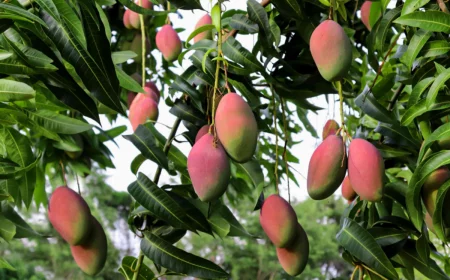 mango tree in garden with fruit