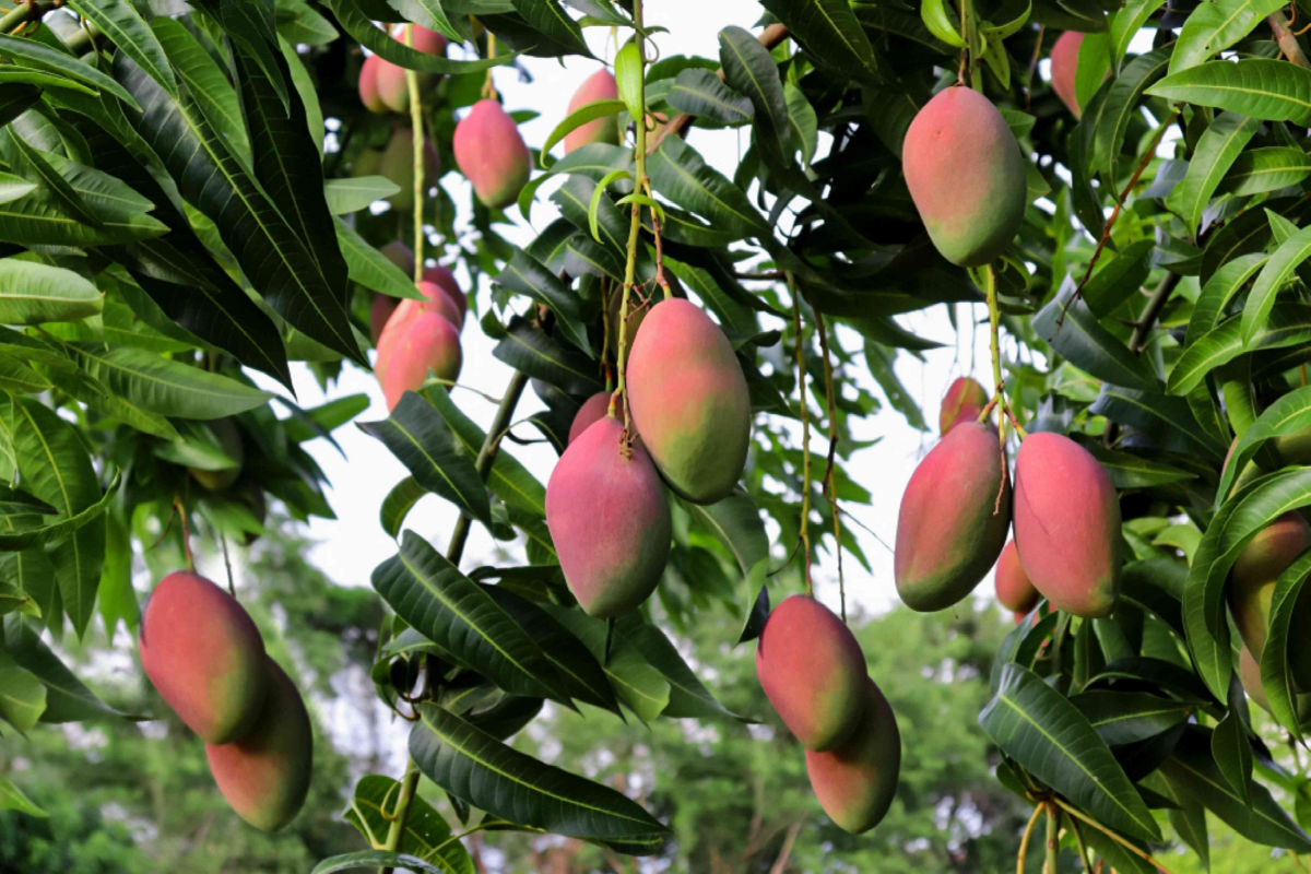 mango tree in garden with fruit