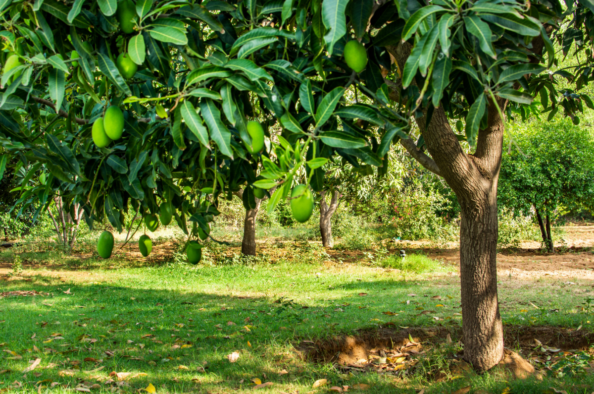 mango tree in garden