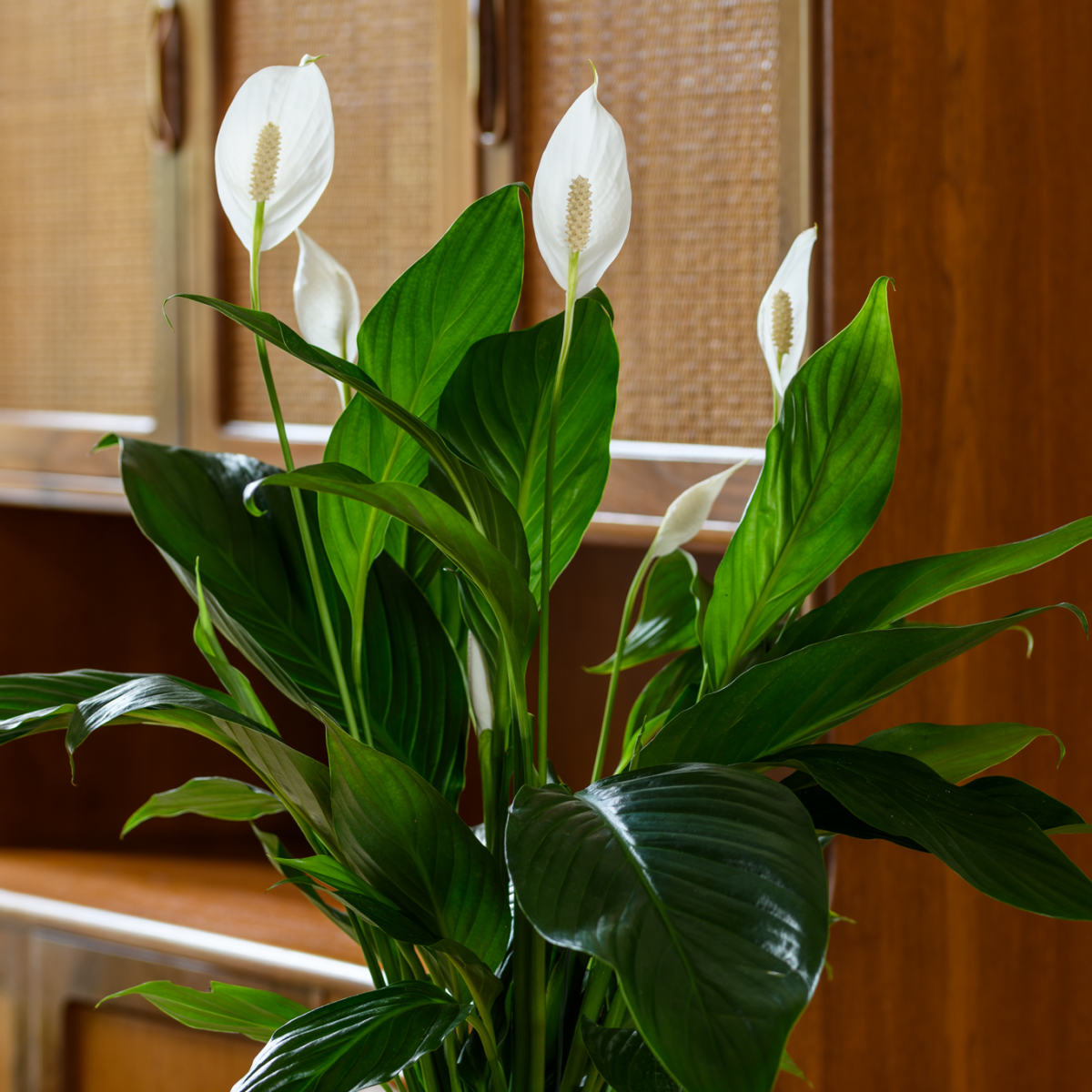 peace lily at home