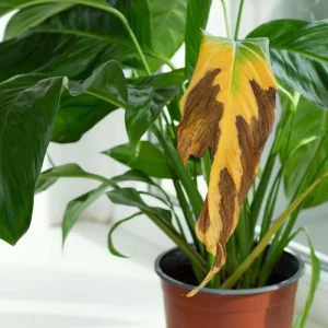 peace lily brown tips