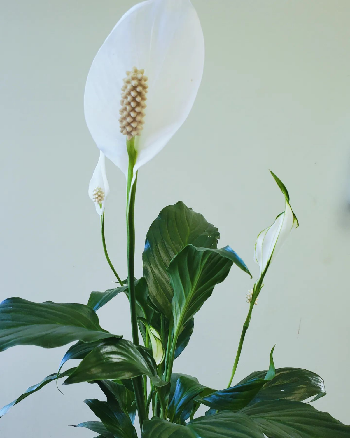 peace lily brown tips white peace lily flower