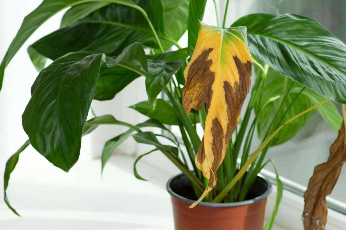 8 Reasons Why Your Peace Lily Has Brown Tips And How To Fix It