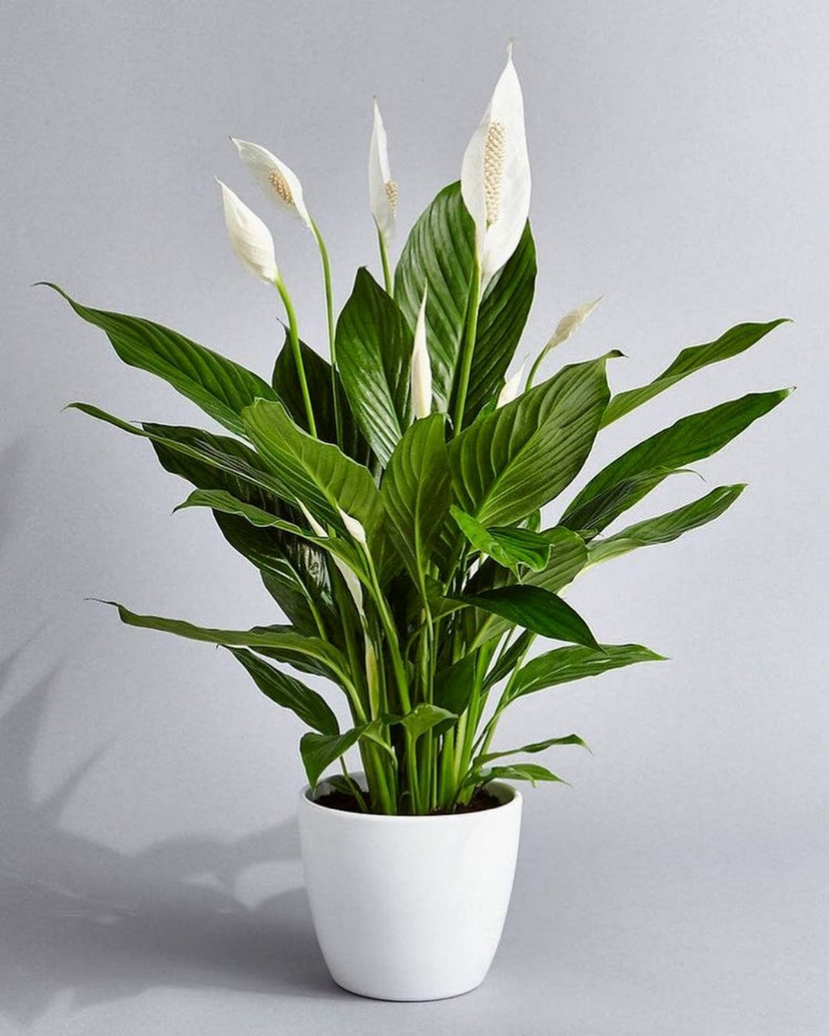peace lily in white pot