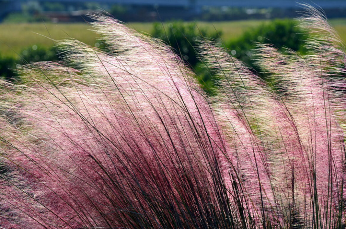 pink muhly grass