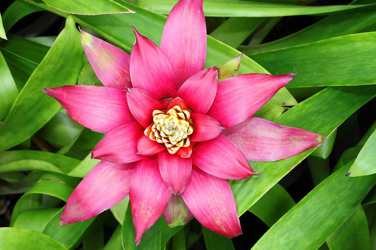 15 Beautiful Pink Plants To Brighten Up Your Indoor Garden