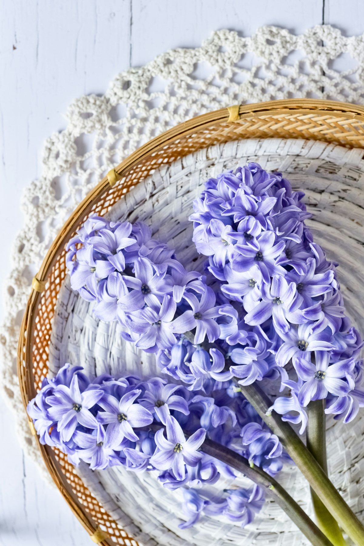 purple hyacinths at home