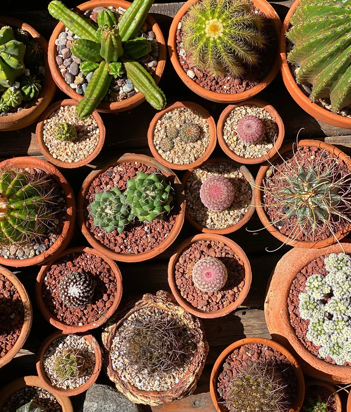small and big cacti