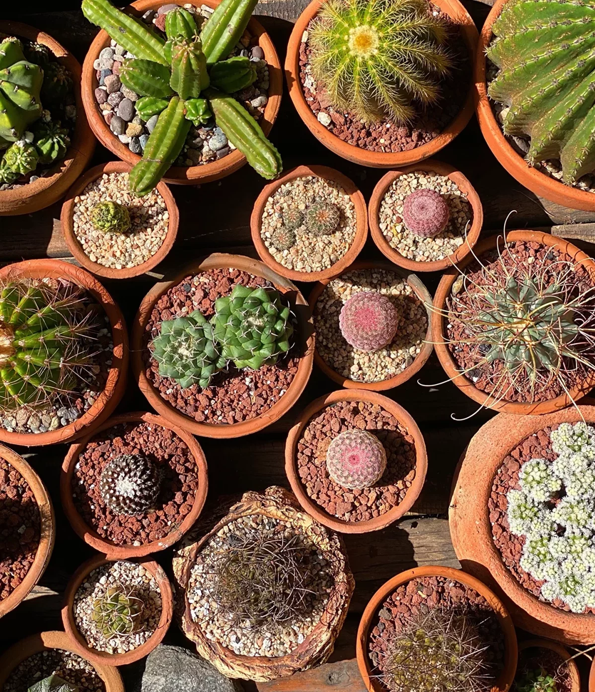 small and big cacti