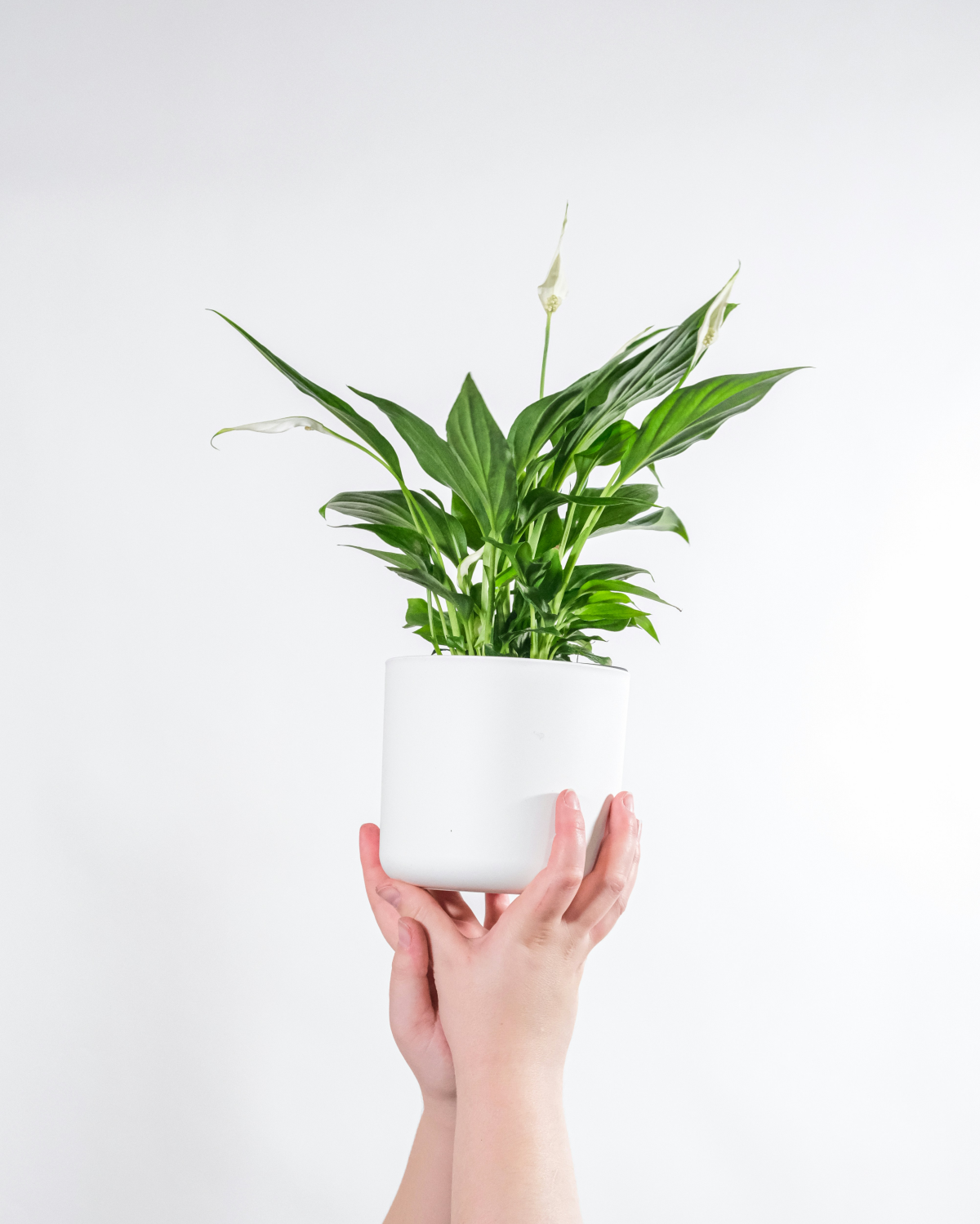 small peace lily plant in pot