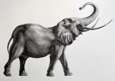 black and white elephant drawing