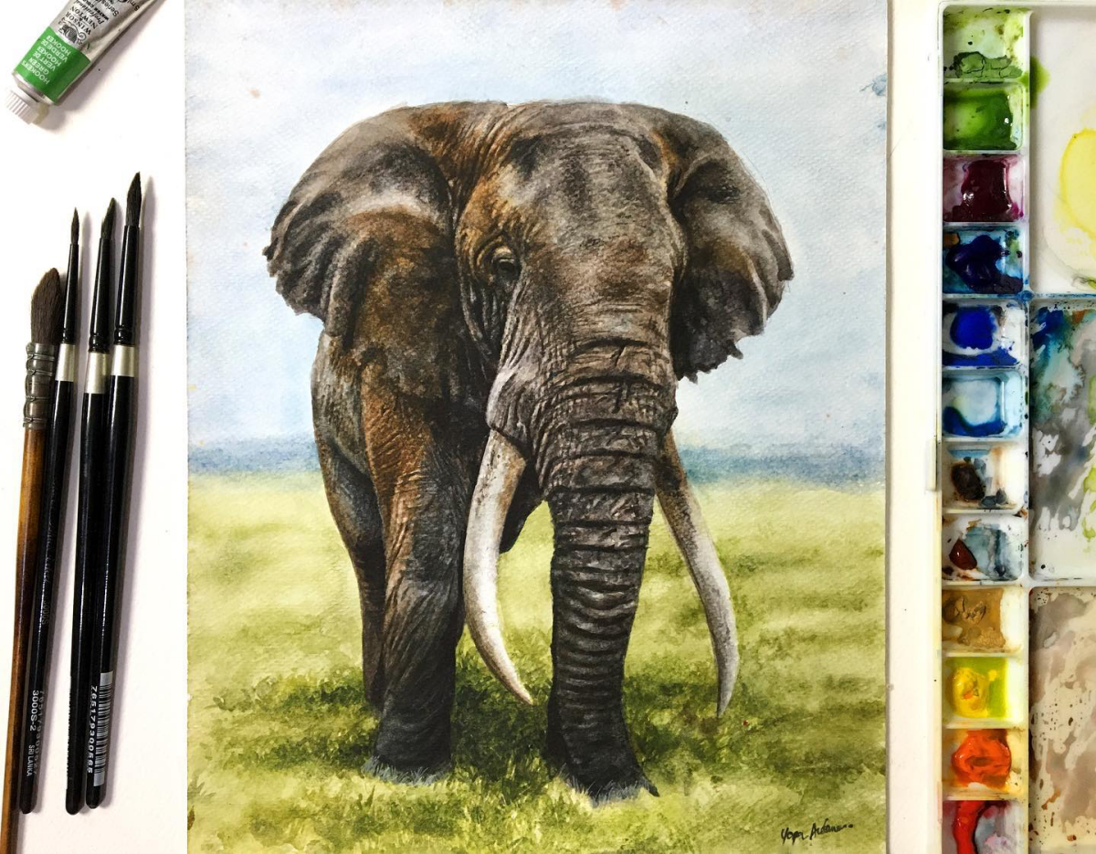 elephant drawing realistic watercolor art