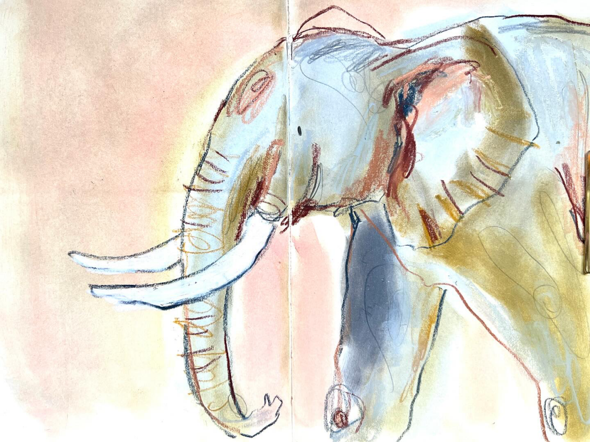 elephant drawing sketch