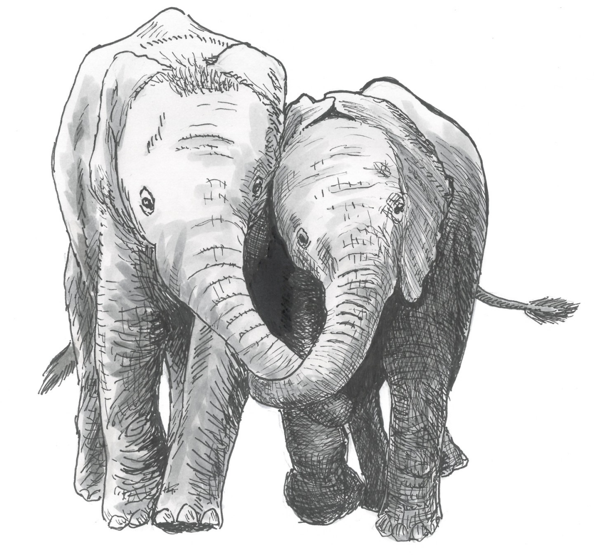 elephants holding trunks drawing