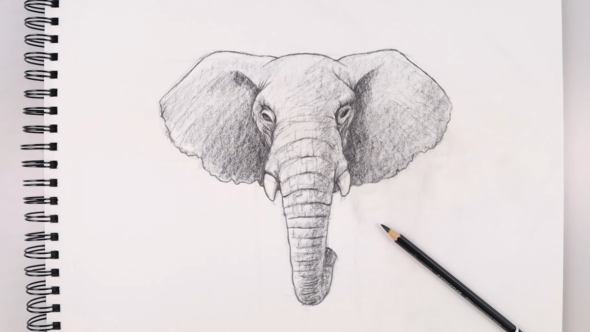 how to draw an elephant shading and details