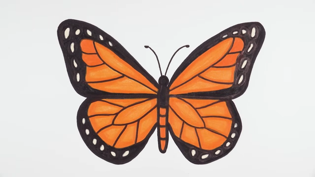 how to draw butterfly easy monarch butterfly drawing