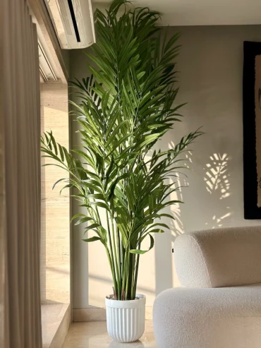 bamboo palm