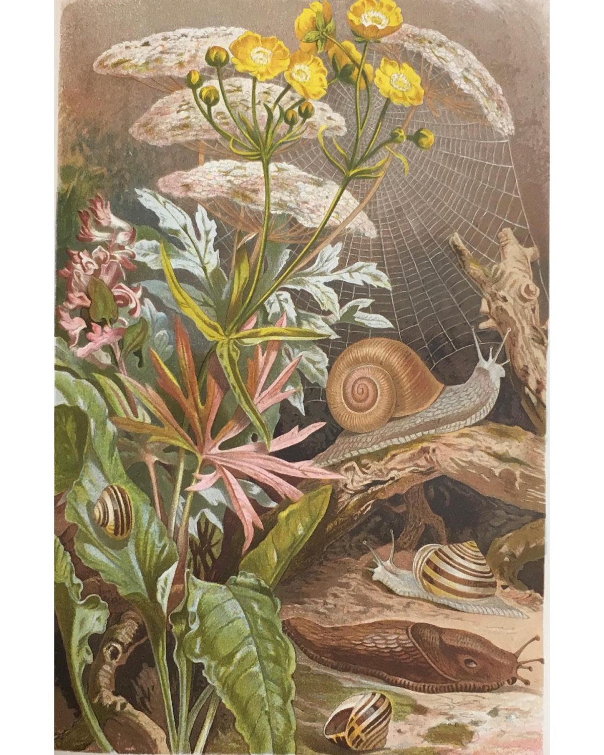 illustration of snails and slugs by alfred edmund brehm