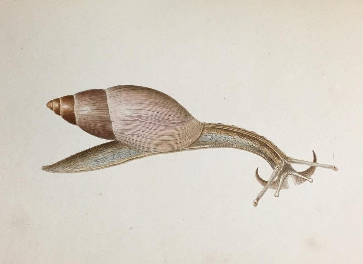 realistic glandina truncala snail