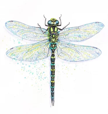 colorful drawing of a dragonfly