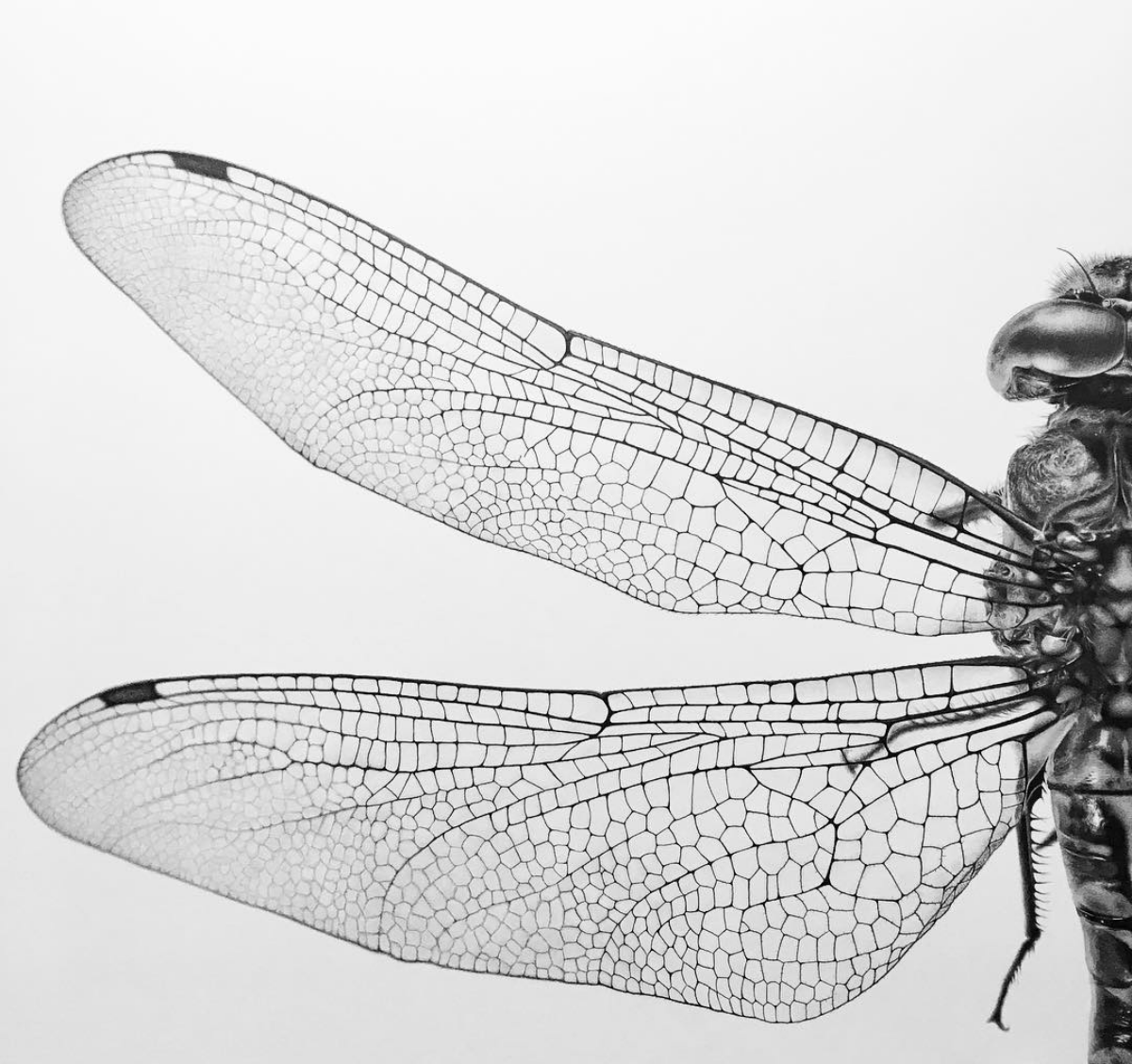 detailed drawing of dragonfly wings