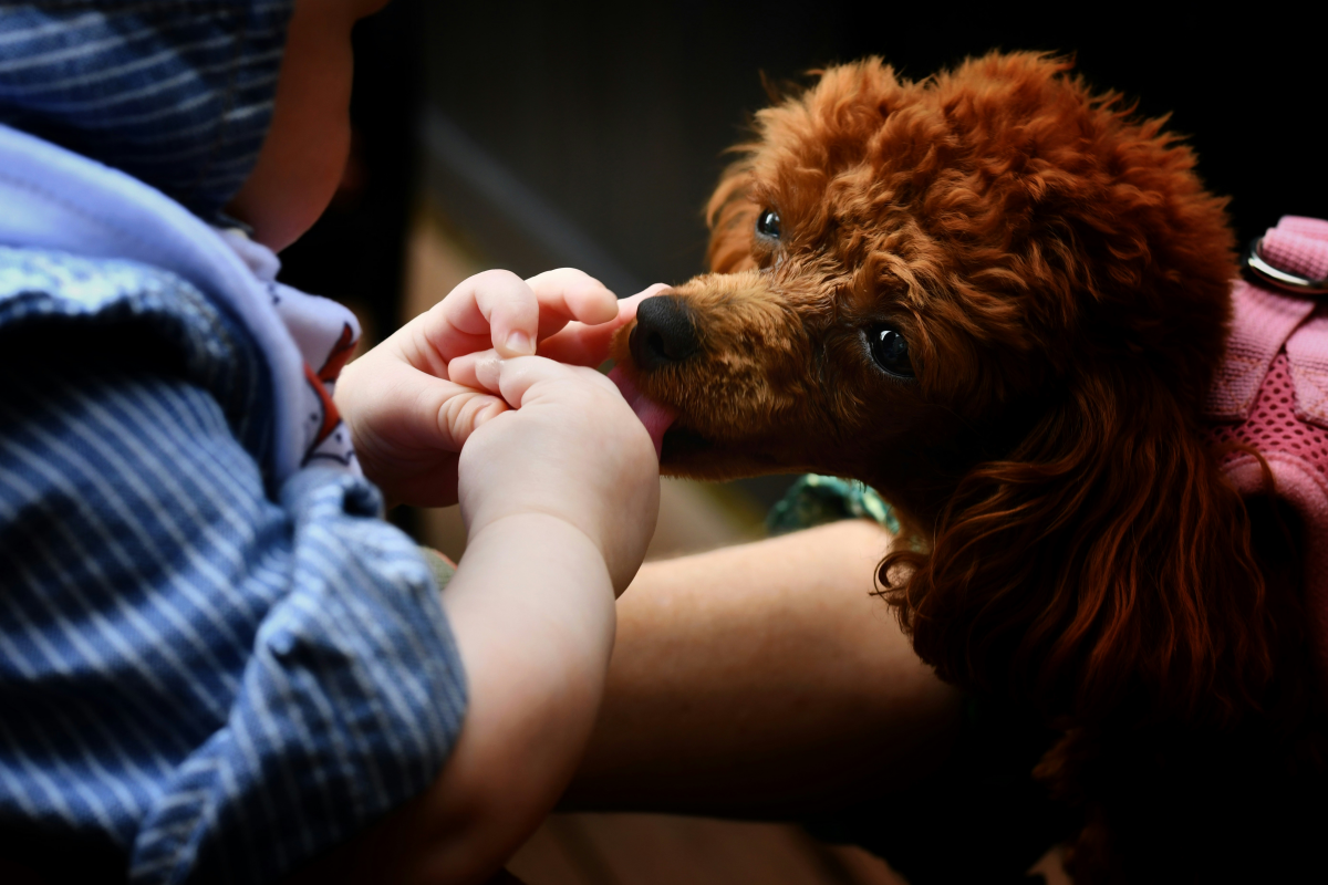 dog licking a child